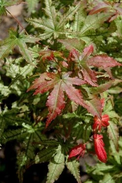 Peaches And Cream Japanese Maple - 5 Gallon Pot -Foliage Dream Sales Store Japanese Maple Peaches And Cream 10 1