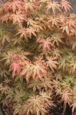 Peaches And Cream Japanese Maple - 5 Gallon Pot -Foliage Dream Sales Store Japanese Maple Peaches And Cream 8 1