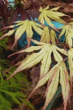 Peaches And Cream Japanese Maple - 5 Gallon Pot -Foliage Dream Sales Store Japanese Maple Peaches And Cream 9 1