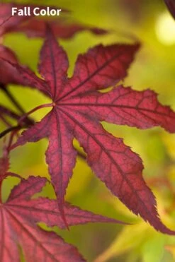 Purple Ghost Japanese Maple - 1 Gallon Pot 7 Purple Ghost Japanese Maple - 1 Gallon Pot -Foliage Dream Sales Store Japanese Maple Purple Ghost 3