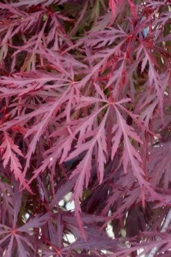 Red Dragon Dwarf Japanese Maple - 1 Gallon Pot -Foliage Dream Sales Store Japanese Maple Red Dragon 11 2