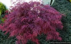 Red Dragon Dwarf Japanese Maple - 5 Gallon Pot -Foliage Dream Sales Store Japanese Maple Red Dragon 21