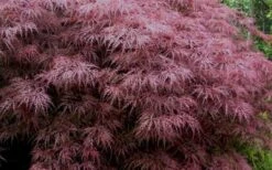 Red Dragon Dwarf Japanese Maple - 5 Gallon Pot -Foliage Dream Sales Store Japanese Maple Red Dragon 3