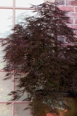 Red Select Laceleaf Japanese Maple - 1 Gallon Pot -Foliage Dream Sales Store Japanese Maple Red Select 2 1