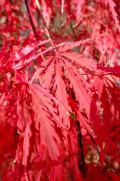 Red Select Laceleaf Japanese Maple - 1 Gallon Pot -Foliage Dream Sales Store Japanese Maple Red Select 4 1