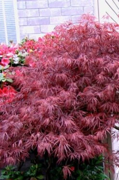 Red Select Laceleaf Japanese Maple - 1 Gallon Pot -Foliage Dream Sales Store Japanese Maple Red Select 5 1