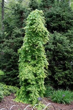 Ryusen Weeping Japanese Maple - 1 Gallon Pot 14 Ryusen Weeping Japanese Maple - 1 Gallon Pot -Foliage Dream Sales Store Japanese Maple Ryusen 1