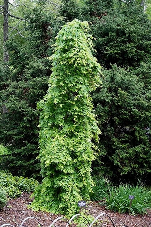 Ryusen Weeping Japanese Maple - 1 Gallon Pot 7 Ryusen Weeping Japanese Maple - 1 Gallon Pot - Image 7