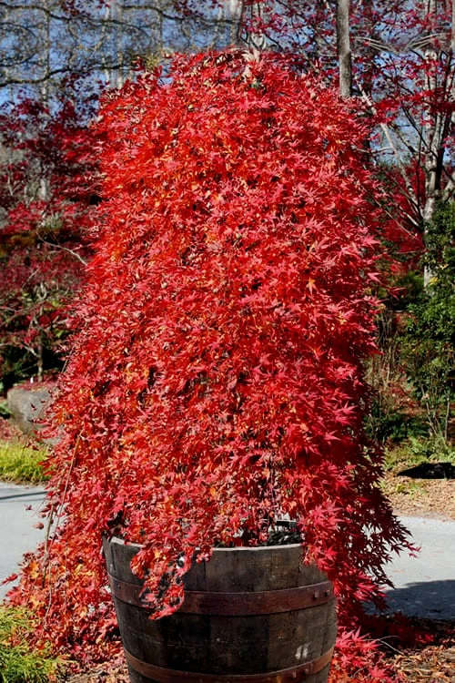 Ryusen Weeping Japanese Maple - 1 Gallon Pot 1 Ryusen Weeping Japanese Maple - 1 Gallon Pot