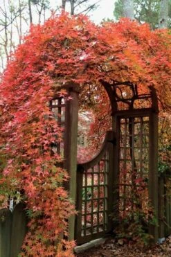 Ryusen Weeping Japanese Maple - 1 Gallon Pot 11 Ryusen Weeping Japanese Maple - 1 Gallon Pot -Foliage Dream Sales Store Japanese Maple Ryusen 2