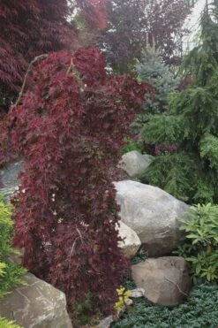 Ryusen Weeping Japanese Maple - 3 Gallon Pot -Foliage Dream Sales Store Japanese Maple Ryusen 5 1
