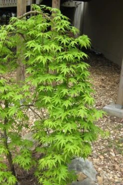 Ryusen Weeping Japanese Maple - 3 Gallon Pot -Foliage Dream Sales Store Japanese Maple Ryusen 6 1