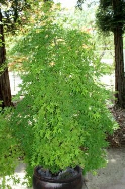 Ryusen Weeping Japanese Maple - 1 Gallon Pot 15 Ryusen Weeping Japanese Maple - 1 Gallon Pot -Foliage Dream Sales Store Japanese Maple Ryusen 8