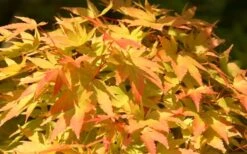 Sango Kaku Coral Bark Japanese Maple - 5 Gallon Pot -Foliage Dream Sales Store Japanese Maple Sango Kaku 22
