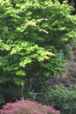 Sango Kaku Coral Bark Japanese Maple - 5 Gallon Pot -Foliage Dream Sales Store Japanese Maple Sango Kaku 30 1