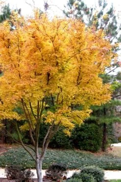 Sango Kaku Coral Bark Japanese Maple - 5 Gallon Pot -Foliage Dream Sales Store Japanese Maple Sango Kaku 31 1