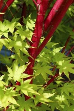 Sango Kaku Coral Bark Japanese Maple - 3 Gallon Pot -Foliage Dream Sales Store Japanese Maple Sango Kaku 32