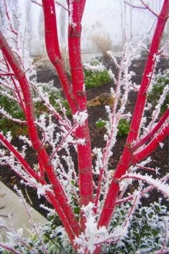 Sango Kaku Coral Bark Japanese Maple - 5 Gallon Pot -Foliage Dream Sales Store Japanese Maple Sango Kaku Coral Bark 500x750 2