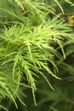Seiryu Japanese Maple - 1 Gallon Pot -Foliage Dream Sales Store Japanese Maple Seiryu 22 2