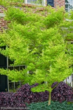 Seiryu Japanese Maple - 1 Gallon Pot -Foliage Dream Sales Store Japanese Maple Seiryu 23 2