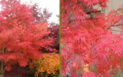 Seiryu Japanese Maple - 1 Gallon Pot -Foliage Dream Sales Store Japanese Maple Seiryu Fall Color 2