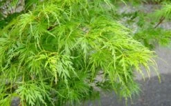 Seiryu Japanese Maple - 5 Gallon Pot -Foliage Dream Sales Store Japanese Maple Seiryu Spring Color 1