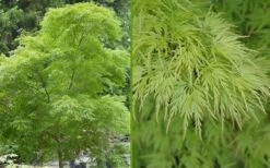 Seiryu Japanese Maple - 1 Gallon Pot -Foliage Dream Sales Store Japanese Maple Seiryu Summer Color 2