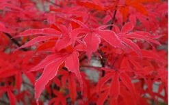 Shirazz Japanese Maple - 2 Gallon Pot -Foliage Dream Sales Store Japanese Maple Shirazz 10