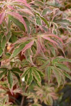 Shirazz Japanese Maple - 2 Gallon Pot -Foliage Dream Sales Store Japanese Maple Shirazz 13