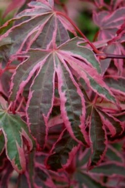 Shirazz Japanese Maple - 1 Gallon Pot -Foliage Dream Sales Store Japanese Maple Shirazz 6 1