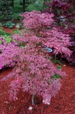 Shirazz Japanese Maple - 1 Gallon Pot -Foliage Dream Sales Store Japanese Maple Shirazz 7 1