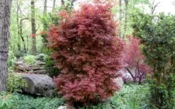 Skeeter's Broom Japanese Maple - 2 Gallon Pot -Foliage Dream Sales Store Japanese Maple Skeeters Broom