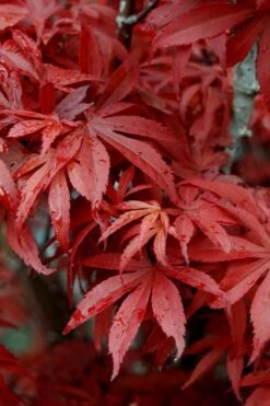 Skeeter's Broom Japanese Maple - 2 Gallon Pot -Foliage Dream Sales Store Japanese Maple Skeeters Broom 6