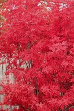 Skeeter's Broom Japanese Maple - 2 Gallon Pot -Foliage Dream Sales Store Japanese Maple Skeeters Broom 7