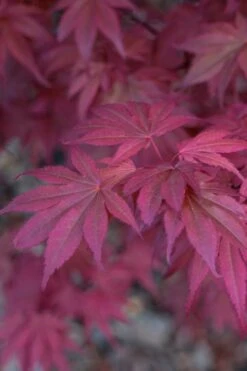 Skeeter's Broom Japanese Maple - 2 Gallon Pot -Foliage Dream Sales Store Japanese Maple Skeeters Broom 8
