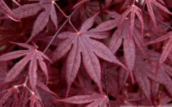 Bloodgood Red Leaf Japanese Maple - 1 Gallon Pot -Foliage Dream Sales Store Japanese Maple Spring Foliage