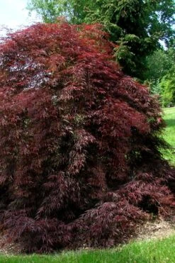 Tamukeyama Dwarf Red Japanese Maple (High Graft Tree Form)- 3 Gallon Pot -Foliage Dream Sales Store Japanese Maple Tamukeyama 10 2