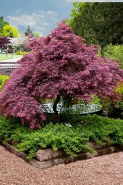 Tamukeyama Dwarf Red Japanese Maple - 5 Gallon Pot (High Grafted Tree Form) -Foliage Dream Sales Store Japanese Maple Tamukeyama 11 3