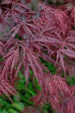 Tamukeyama Dwarf Red Japanese Maple - 1 Gallon Pot - High Grafted Tree Form -Foliage Dream Sales Store Japanese Maple Tamukeyama 13 1