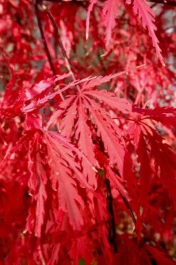 Tamukeyama Dwarf Red Japanese Maple (High Graft Tree Form)- 3 Gallon Pot -Foliage Dream Sales Store Japanese Maple Tamukeyama 14 2