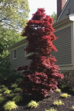 Twombly's Red Sentinel Japanese Maple - 5 Gallon Pot (4-5') -Foliage Dream Sales Store Japanese Maple Twomblys Red Sentinel 10 2