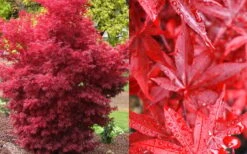 Twombly's Red Sentinel Japanese Maple - 3 Gallon Pot -Foliage Dream Sales Store Japanese Maple Twomblys Red Sentinel Fall Color 3