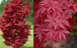 Twombly's Red Sentinel Japanese Maple - 2 Gallon Pot (2.5-3') -Foliage Dream Sales Store Japanese Maple Twomblys Red Sentinel Spring 1