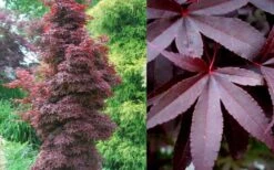 Twombly's Red Sentinel Japanese Maple - 3 Gallon Pot -Foliage Dream Sales Store Japanese Maple Twomblys Red Sentinel Summer 3