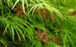 Viridis Dwarf Green Japanese Maple - 2 Gallon Pot -Foliage Dream Sales Store Japanese Maple Viridis 11