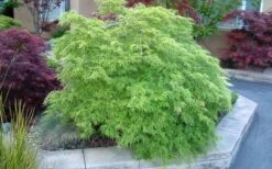 Viridis Dwarf Green Japanese Maple - 5 Gallon Pot -Foliage Dream Sales Store Japanese Maple Viridis 17 1