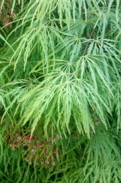 Viridis Dwarf Green Japanese Maple - 5 Gallon Pot -Foliage Dream Sales Store Japanese Maple Viridis 19 1