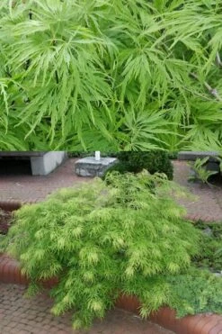 Viridis Dwarf Green Japanese Maple - 5 Gallon Pot -Foliage Dream Sales Store Japanese Maple Viridis 500x750 2