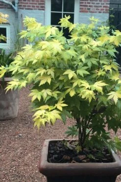 Orange Dream Japanese Maple - 2 Gallon Pot -Foliage Dream Sales Store Japanese maple orange Dream 5