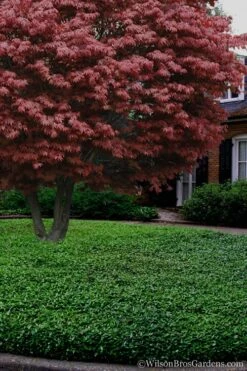 Asian Jasmine - Asiatic Jasmine - 6 Pack Of Pint Pots -Foliage Dream Sales Store Jasmine Asian 21